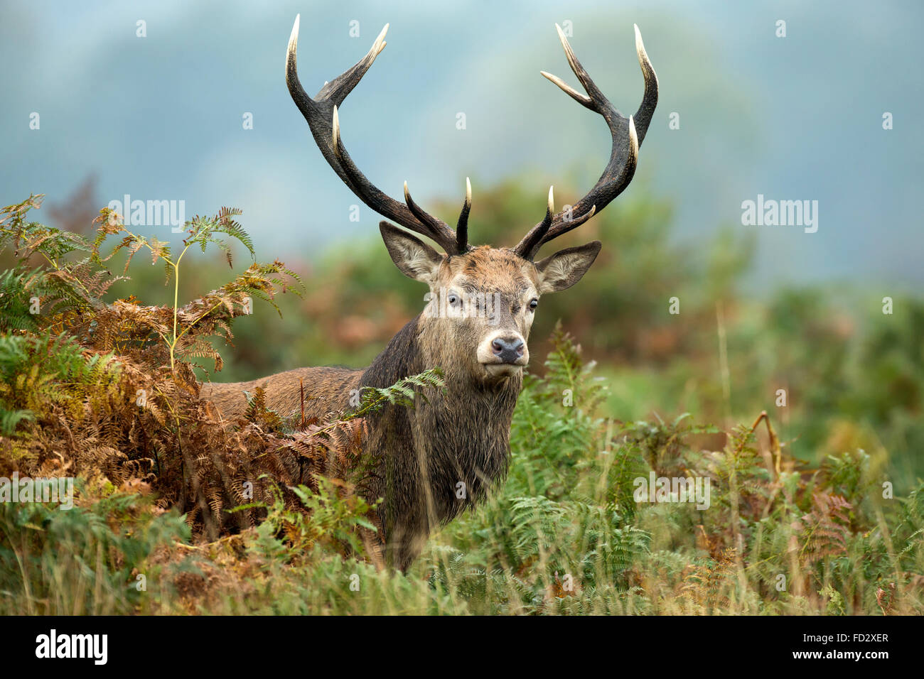 Red deer (Cervus elaphus) stag standing amongst bracken during rutting season Stock Photo
