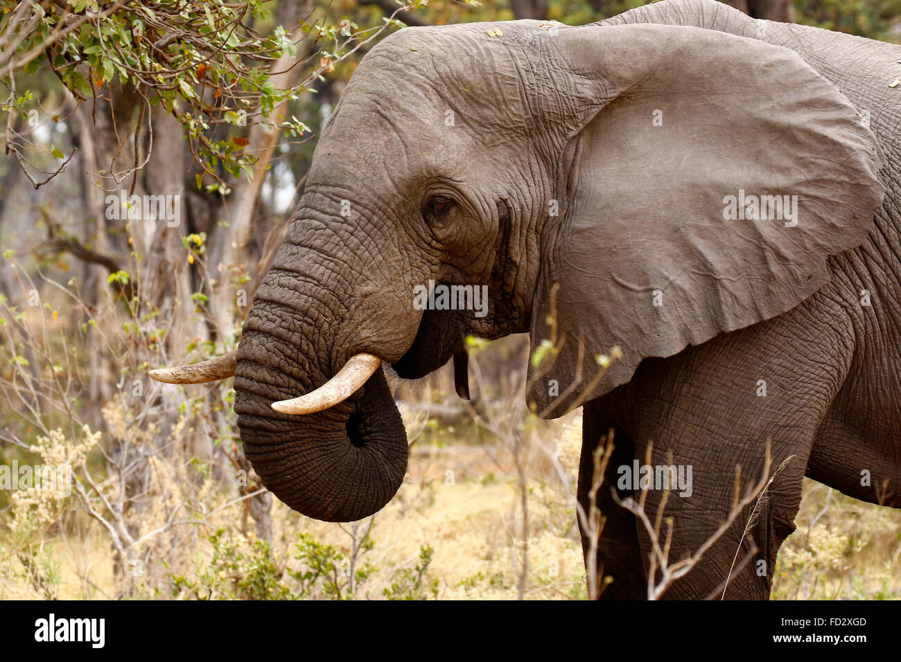 African bush Elephants are our largest living terrestrial animal