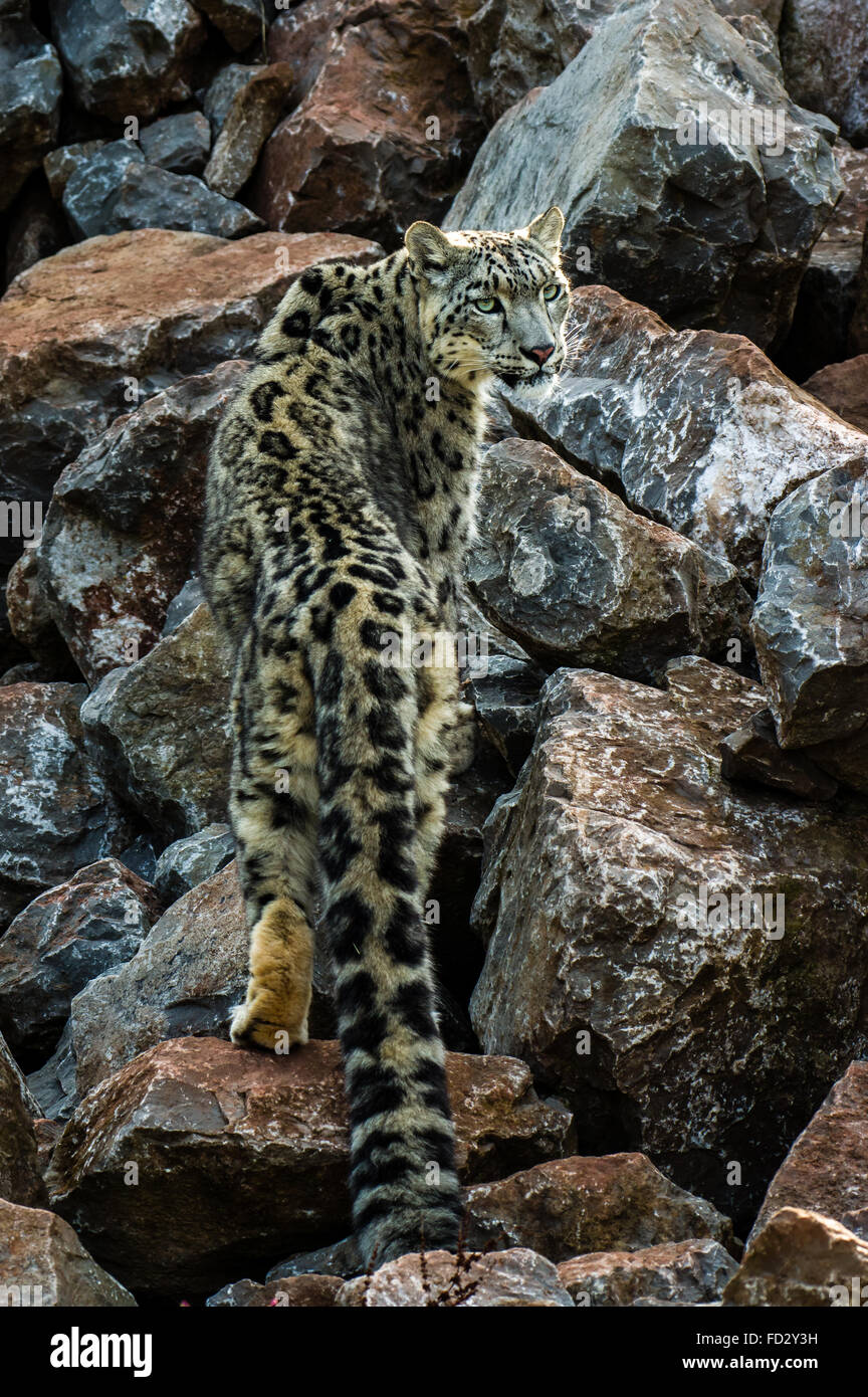 snow-leopard-uncia-uncia-FD2Y3H.jpg