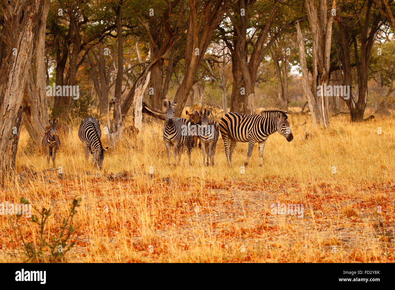 Zebras Are Wild African Black White Striped Animals Who Live In