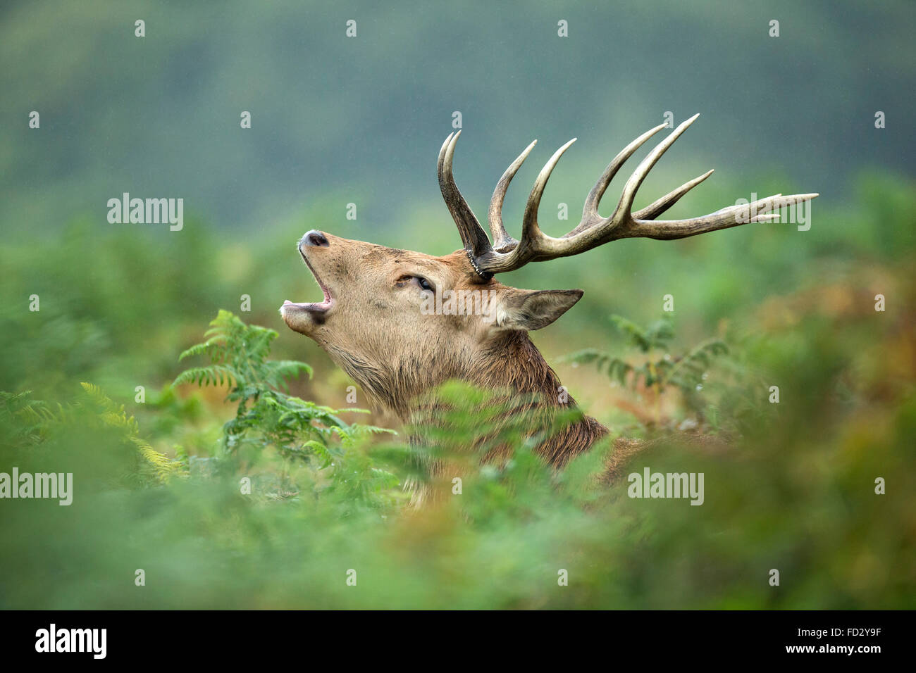Red deer (Cervus elaphus) stag roaring in bracken during the rutting season Stock Photo