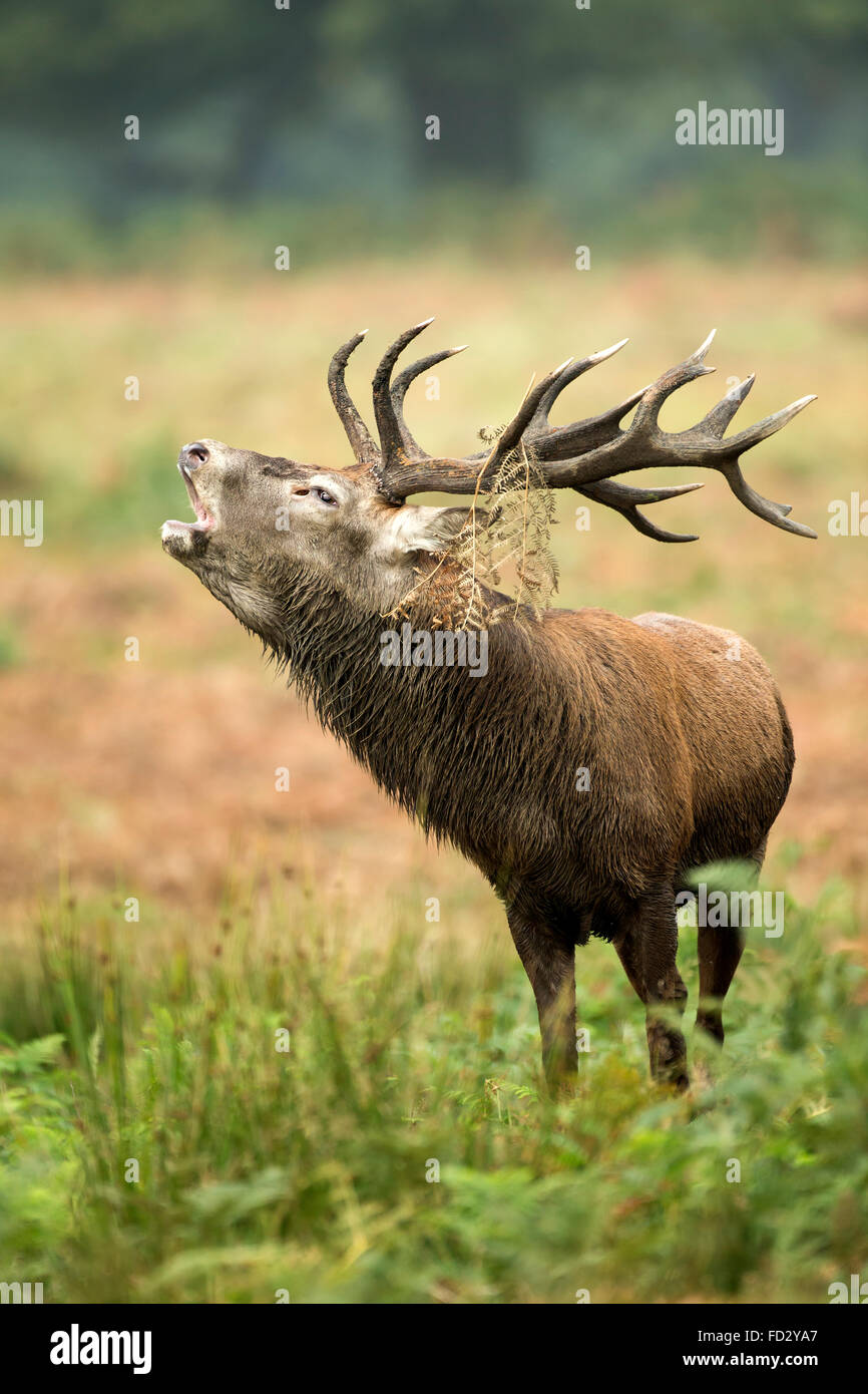 Red deer (Cervus elaphus) stag roaring with headwear during rutting season Stock Photo