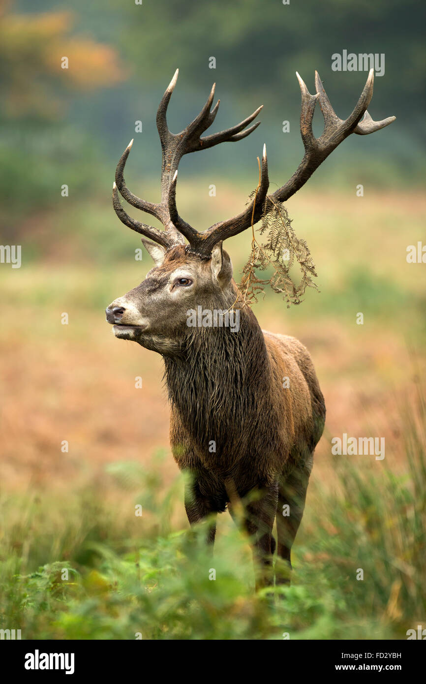 Red deer (Cervus elaphus) stag roaring wearing bracken during rutting season Stock Photo