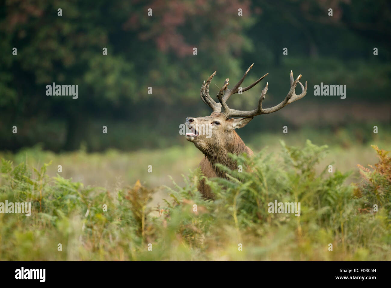 Red deer (Cervus elaphus) stag standing amongst bracken during rutting season Stock Photo