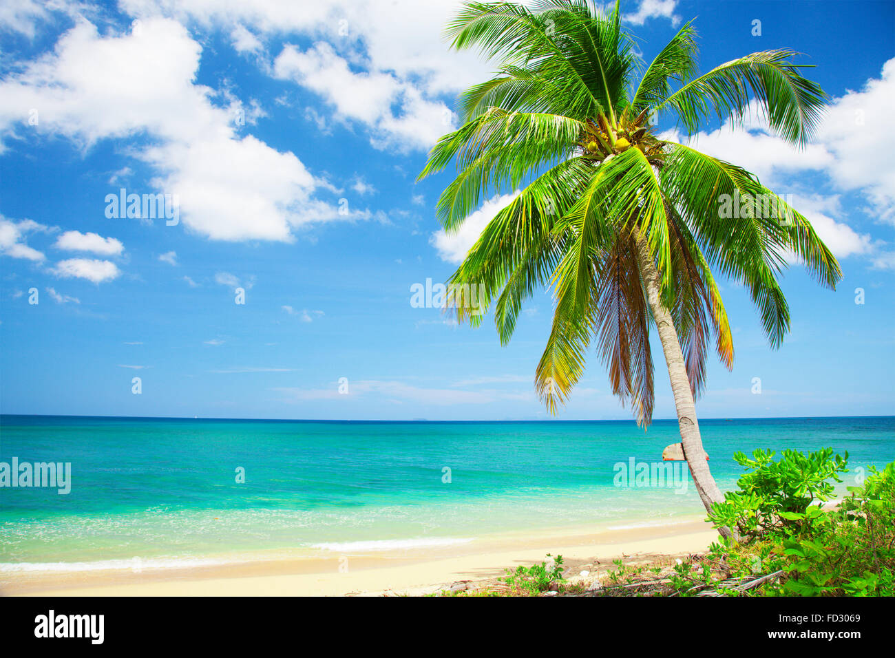 tropical beach with coconut palm Stock Photo - Alamy