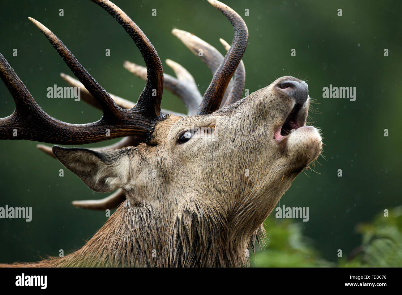 Red deer (Cervus elaphus) stag roaring during the rutting season Stock Photo