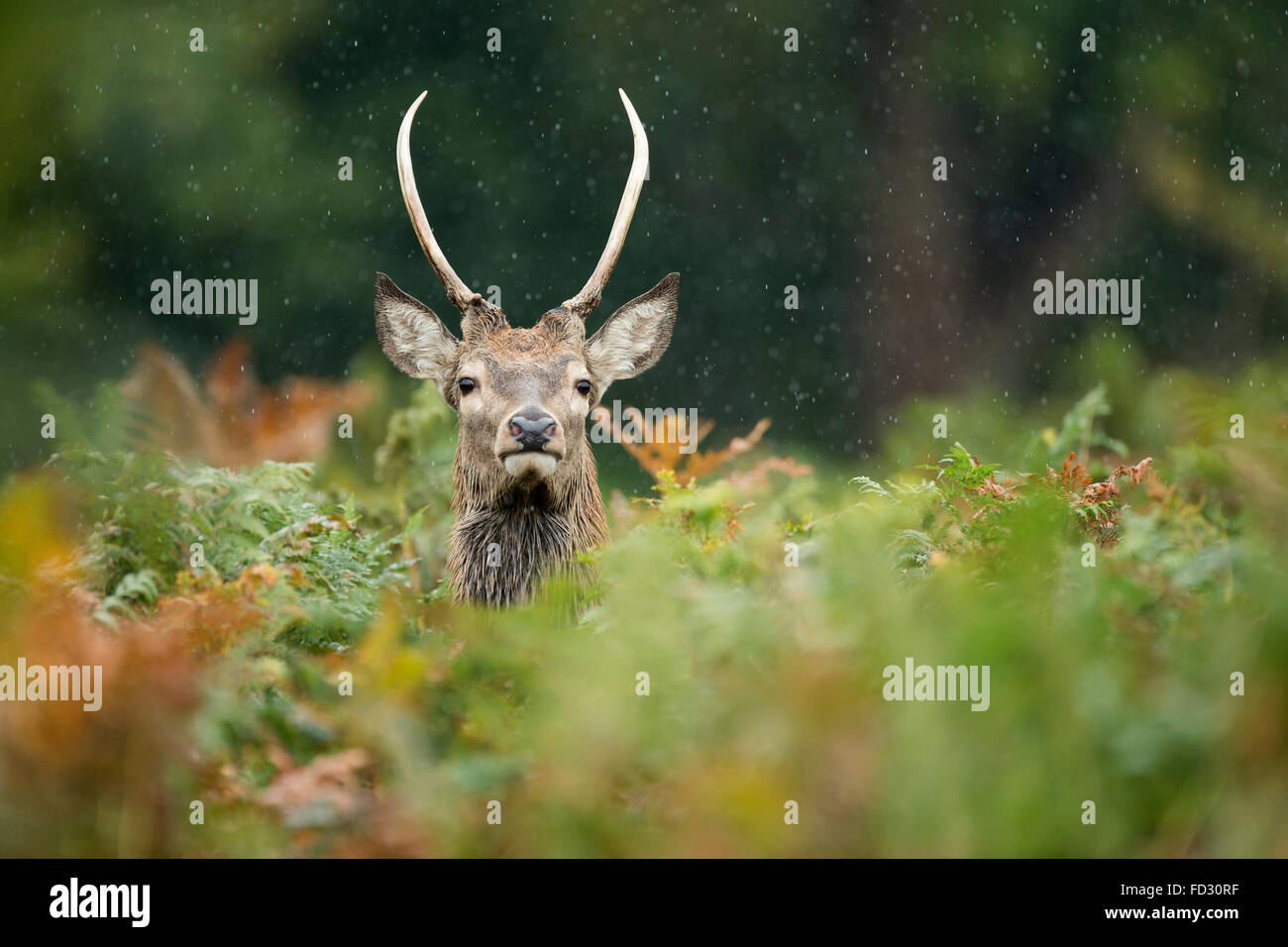 Young red deer (Cervus elaphus) stag amongst bracken in rain during the rutting season Stock Photo