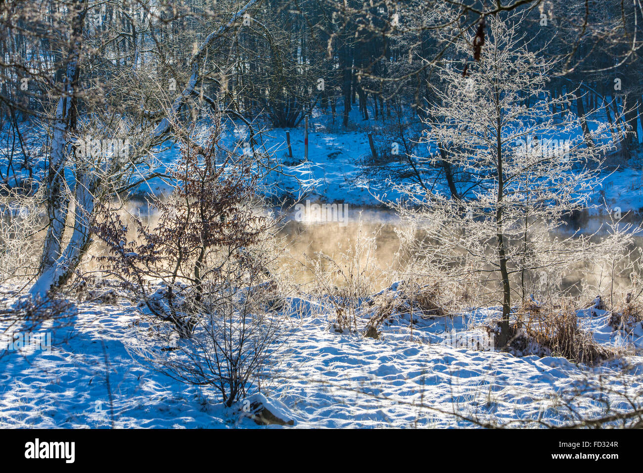 Nature in winter, covered with snow and ice, trees, plants, branches, Winterberg, Germany Stock Photo