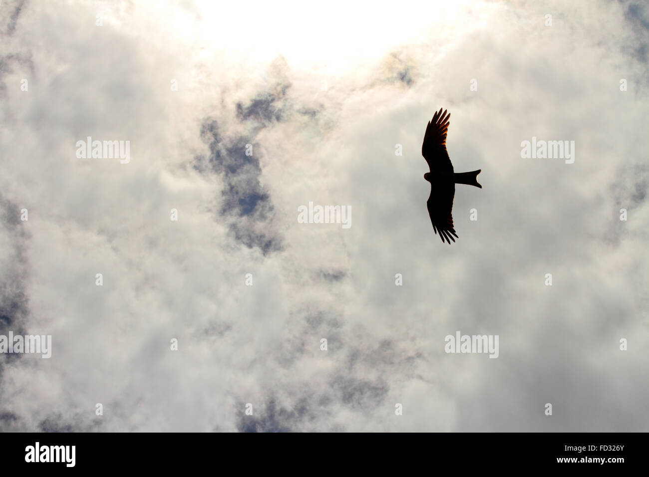 The silhouette of a hawk flying in the clouds high above Stock Photo