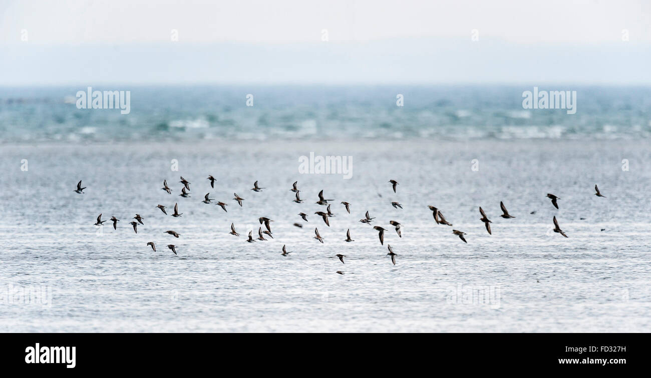 Red-backed sandpipers Stock Photo