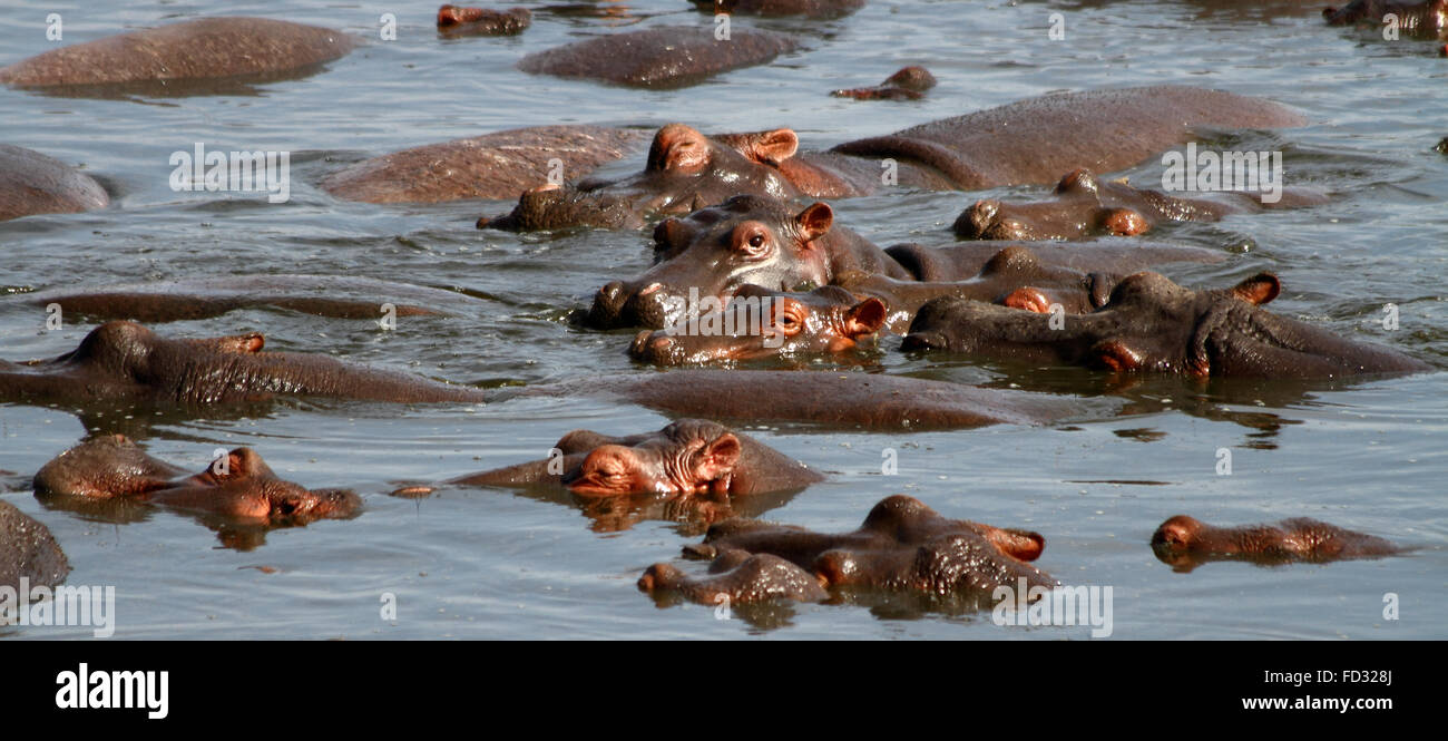A hippopotamus peeking up above other hippopotamuses together in a watering hole. Stock Photo