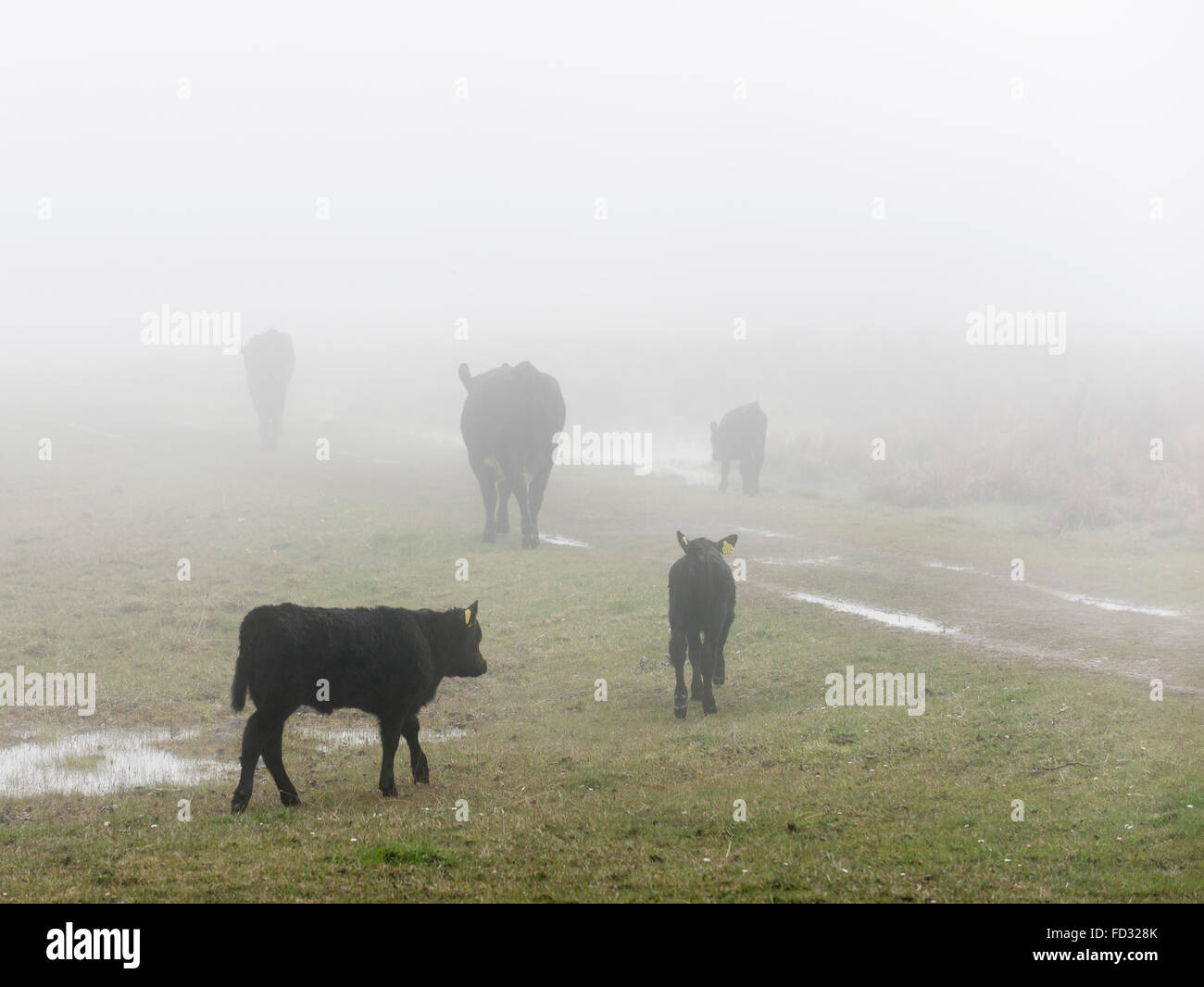 Cows in foggy landscape Stock Photo