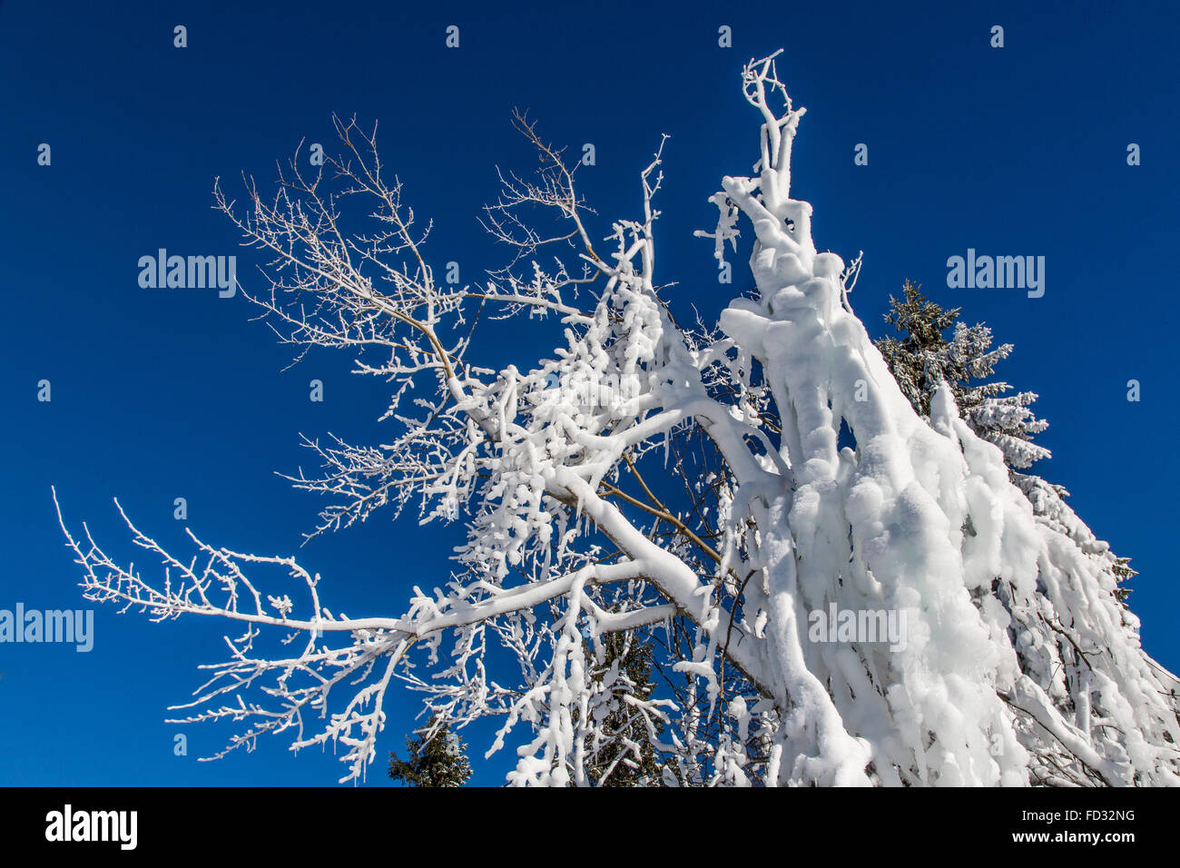 Nature in winter, covered with snow and ice, trees,  branches, Winterberg, Germany Stock Photo