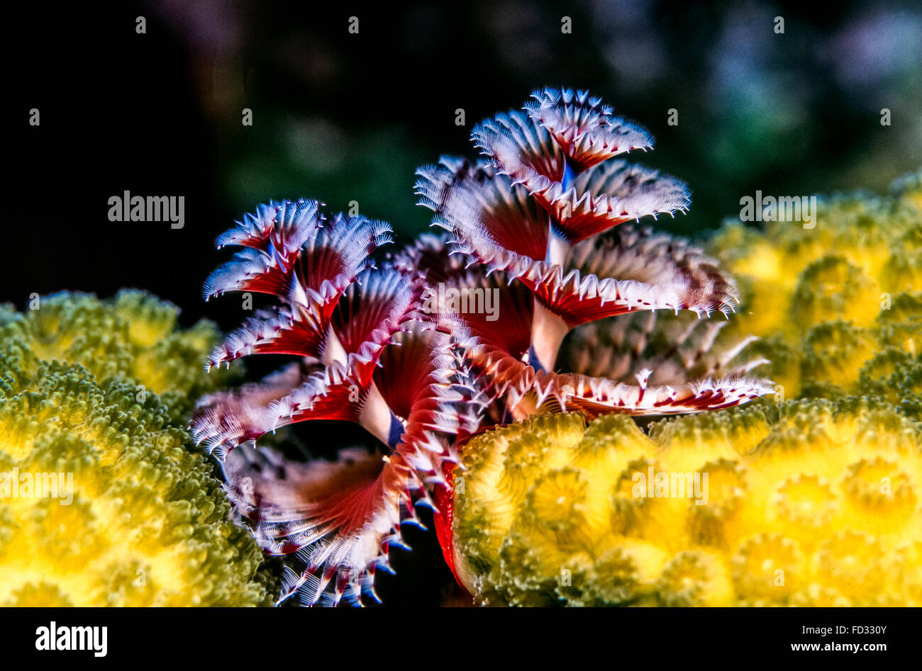 Spirobranchus giganteus, commonly known as Christmas tree worms, are