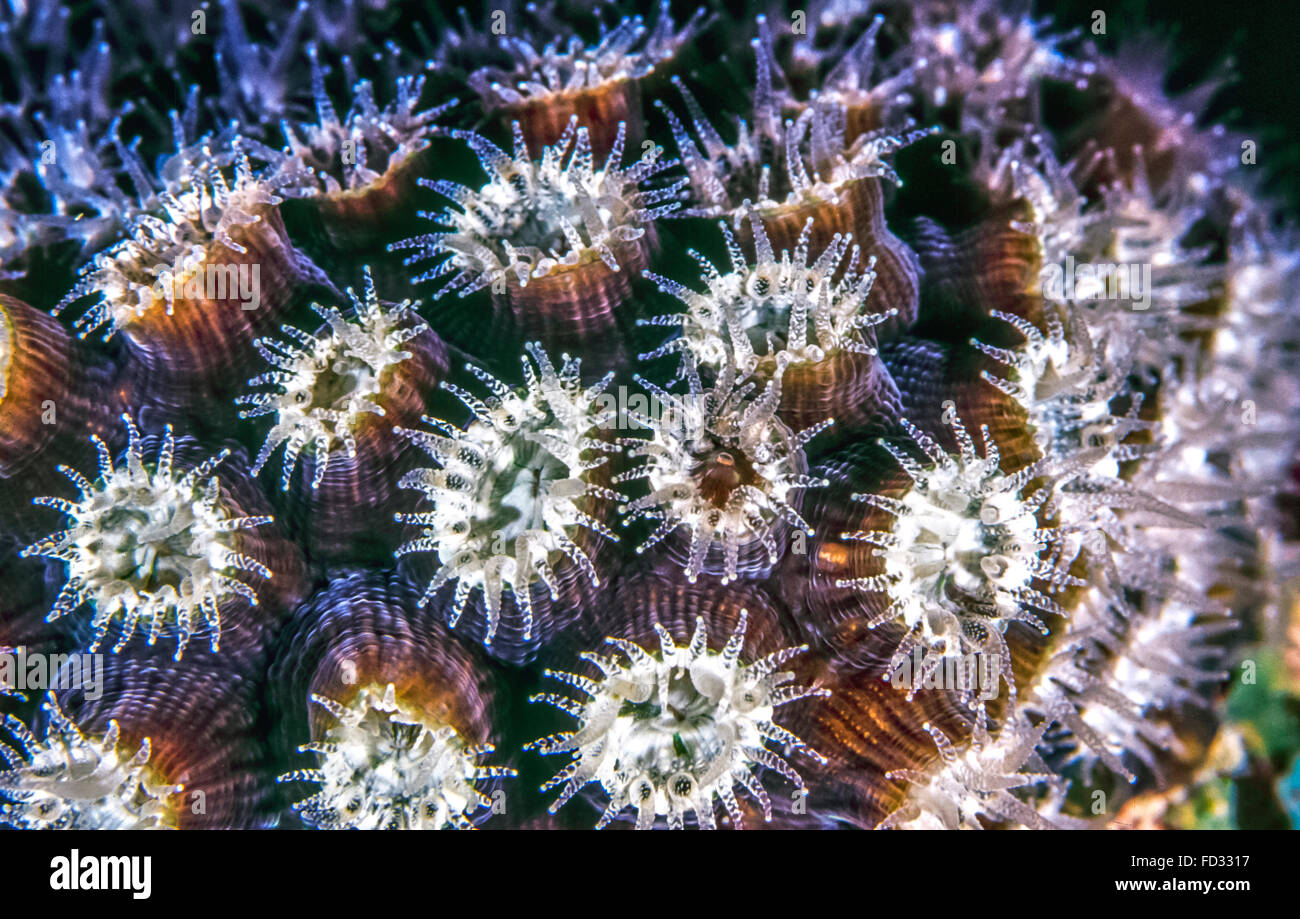 great star coral, Montastraea cavernosa, is a colonial stony coral found in the Caribbean seas Stock Photo