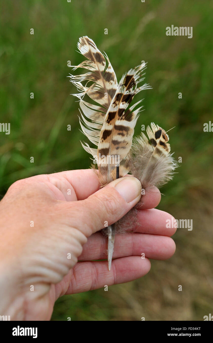 27,082 Pheasant Tail Feather Images, Stock Photos, 3D objects