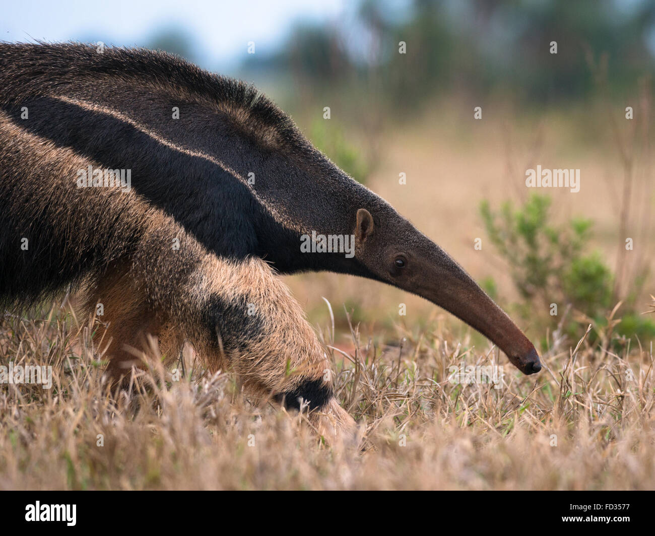 A Giant Anteater foraging on a grassland Stock Photo