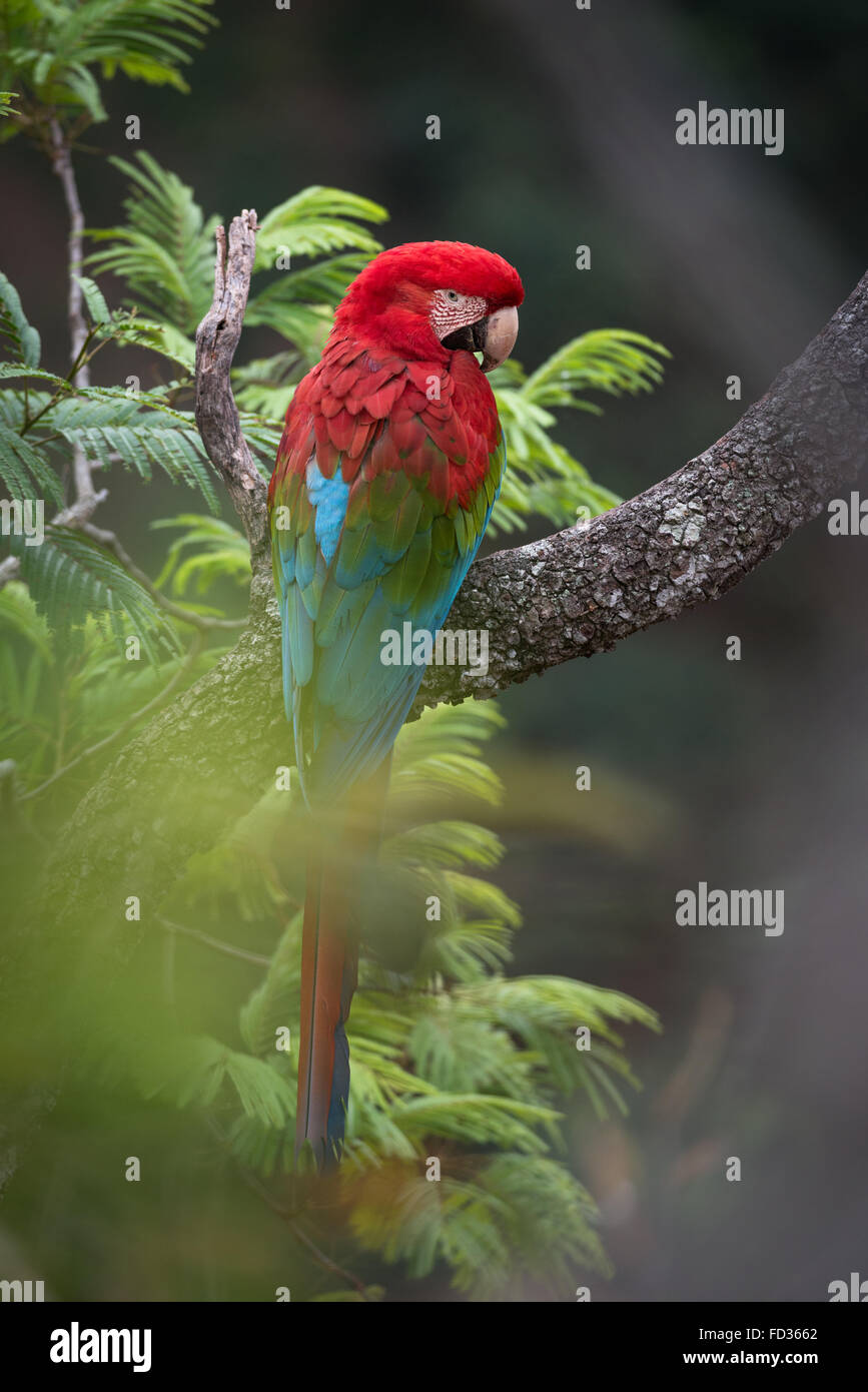 A perched Red-and-green Macaw Stock Photo