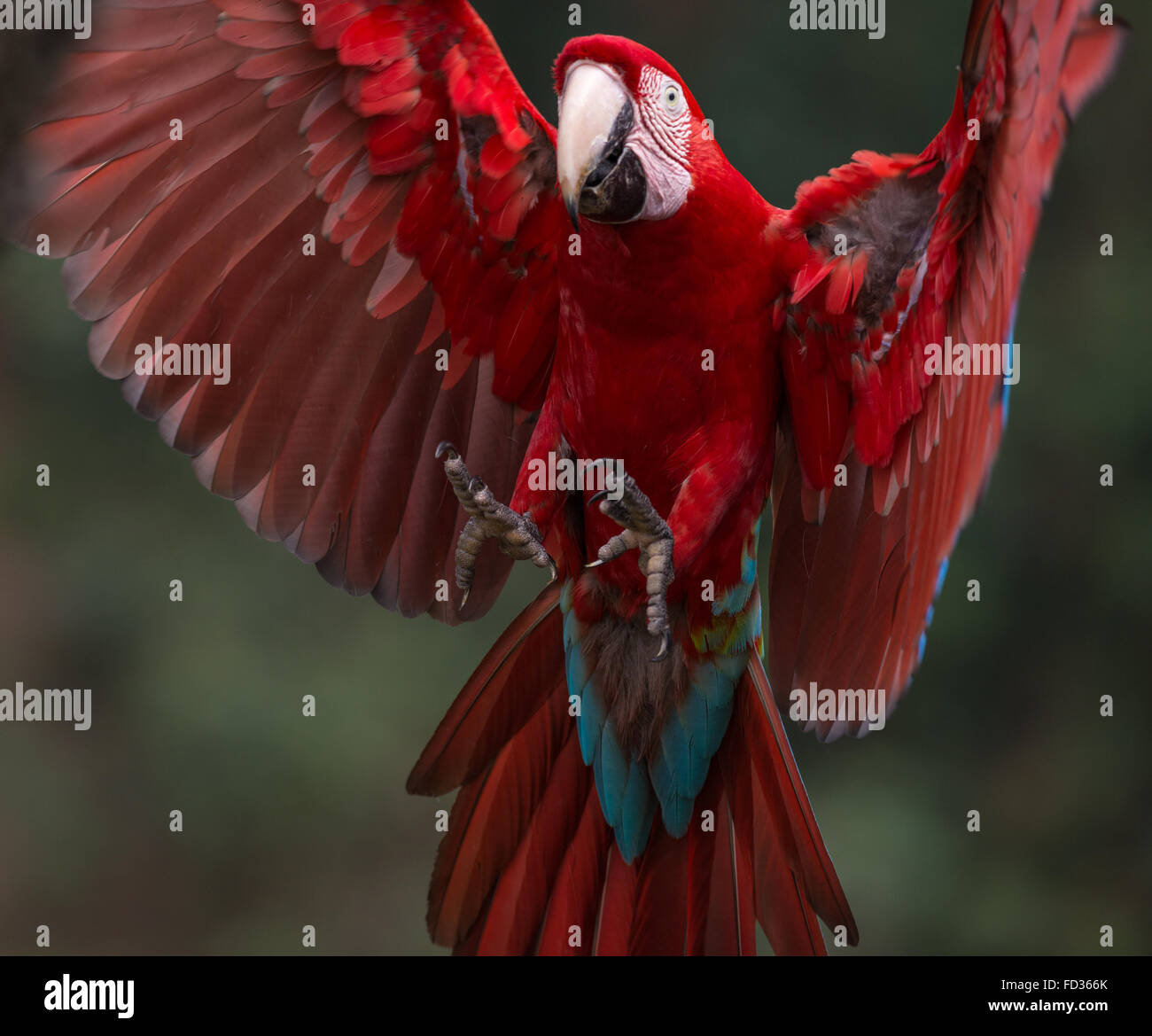 A wild Red-and-green Macaw coming to perch on a canopy branch Stock Photo