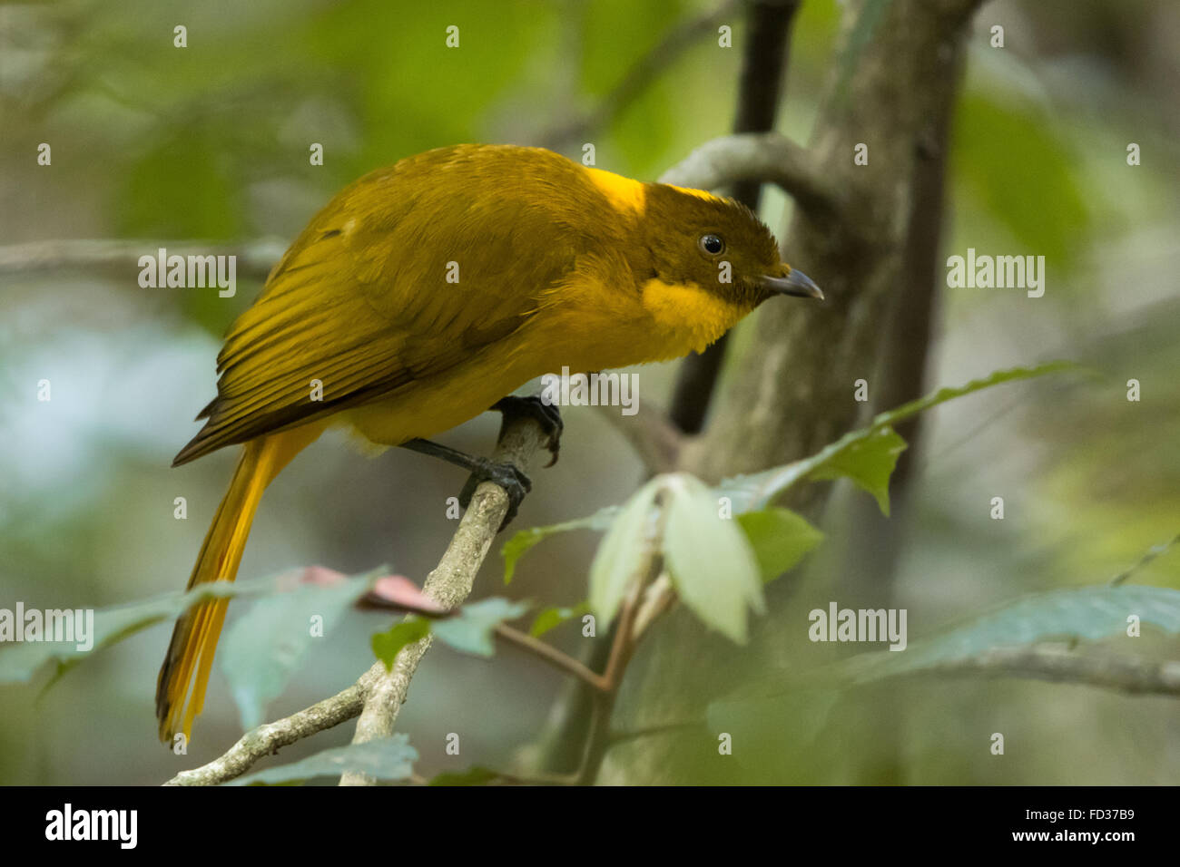 Golden Bowerbird (Prionodura newtoniana) Stock Photo