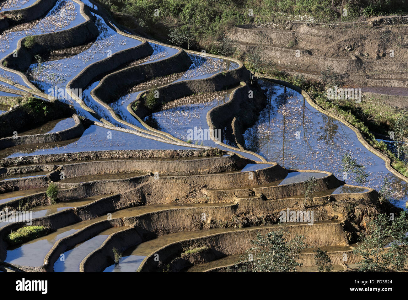 Rice paddies reflecting the sky, Duoyishi, Yunnan Province, China Stock Photo
