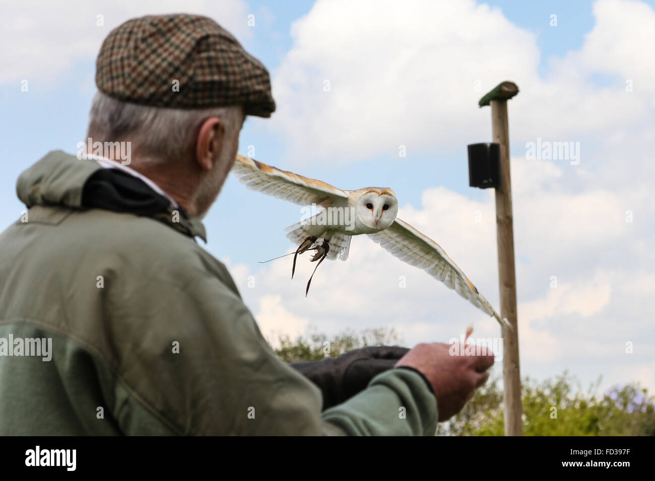 Yarak Birds of Prey Centre, Devon, Barn Owl Tyto alba with visitor and