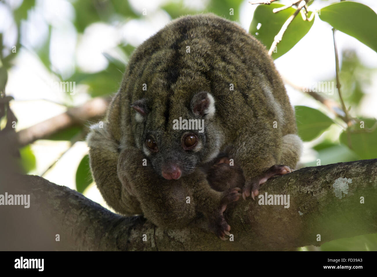 Green Ring-tailed Possums (Pseudochirops archeri) Stock Photo