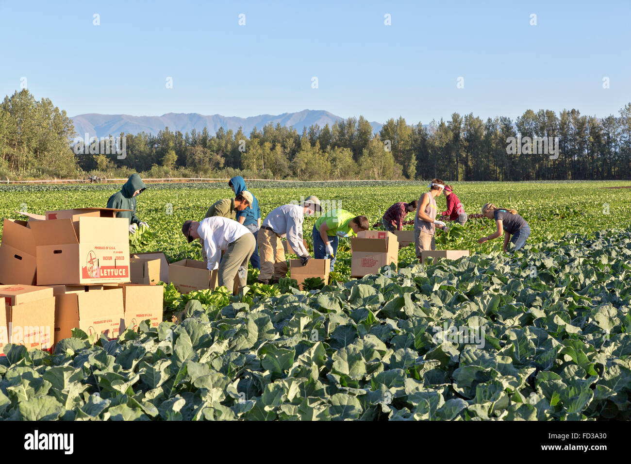 Young field workers harvesting 'Iceberg' lettuce, young broccoli plants
