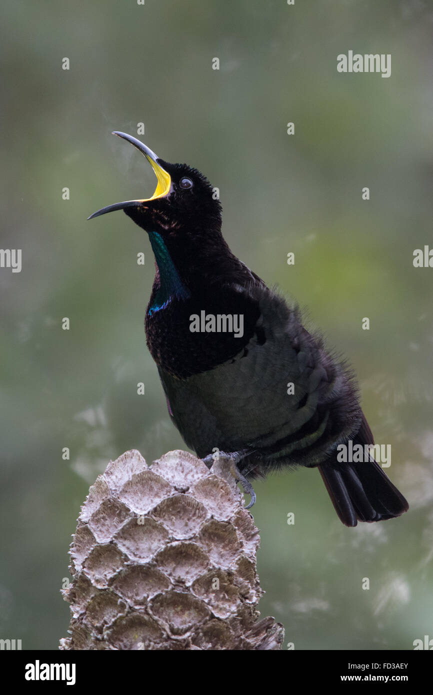 male Victoria's Riflebird (Ptiloris victoriae) with steam coming out of his mouth whilst calling Stock Photo