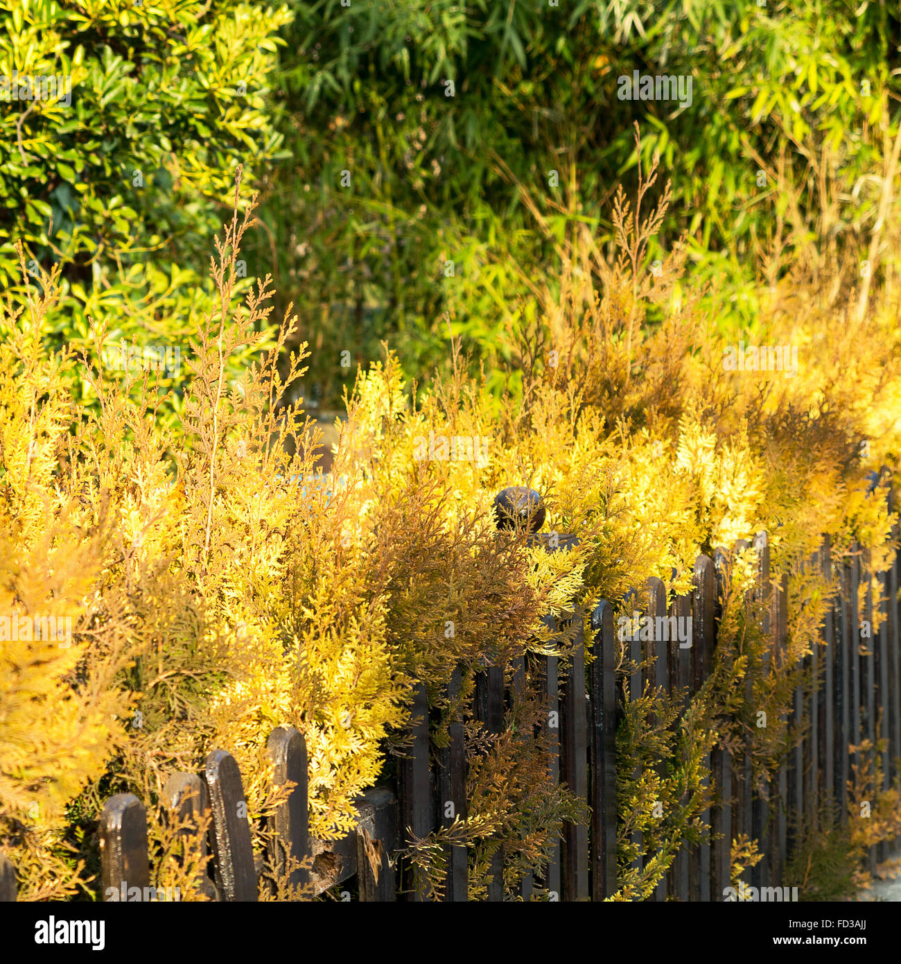 Beautiful, bright yellow foliage of brown wooden wall, autumn day. Selective Focus Stock Photo