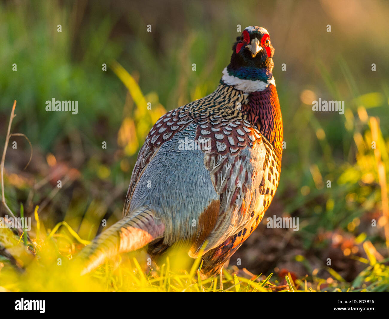 Beautiful Male Common British Ring-necked Pheasant (Phasianus colchicus) foraging in natural woodland forest setting. Stock Photo