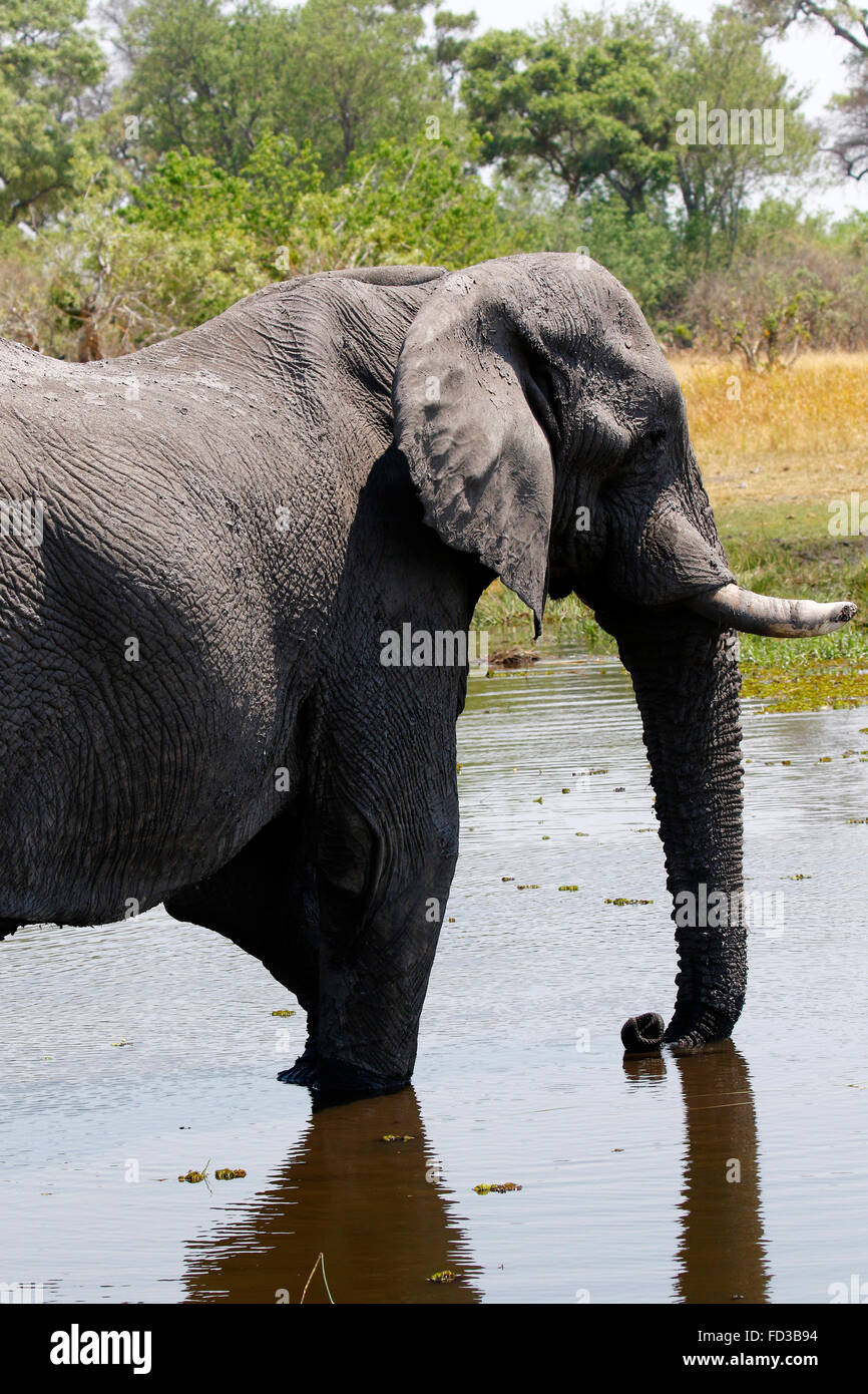 African bush Elephants are our largest living terrestrial animal