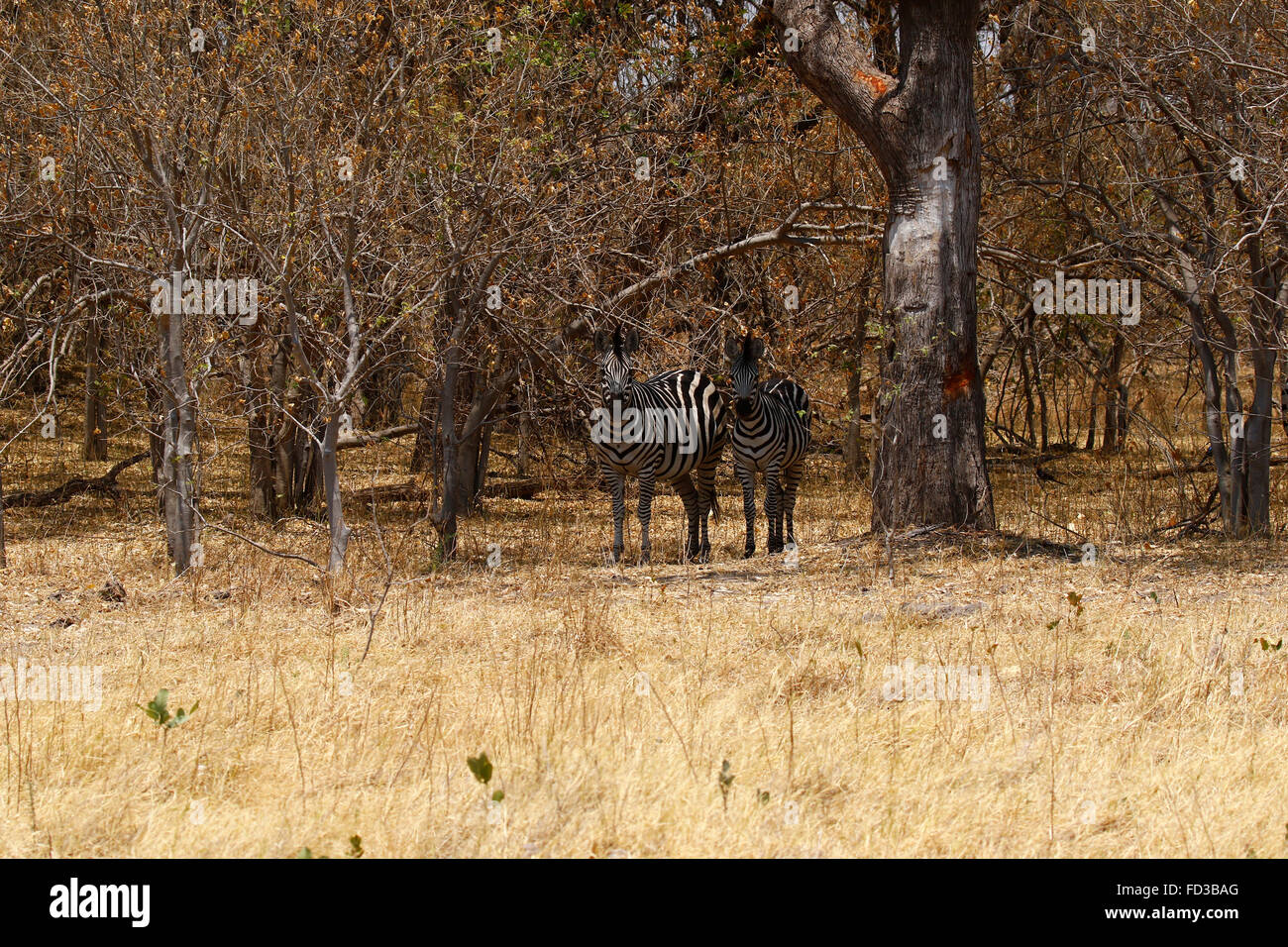Zebras are wild African black & white striped animals who live in the ...