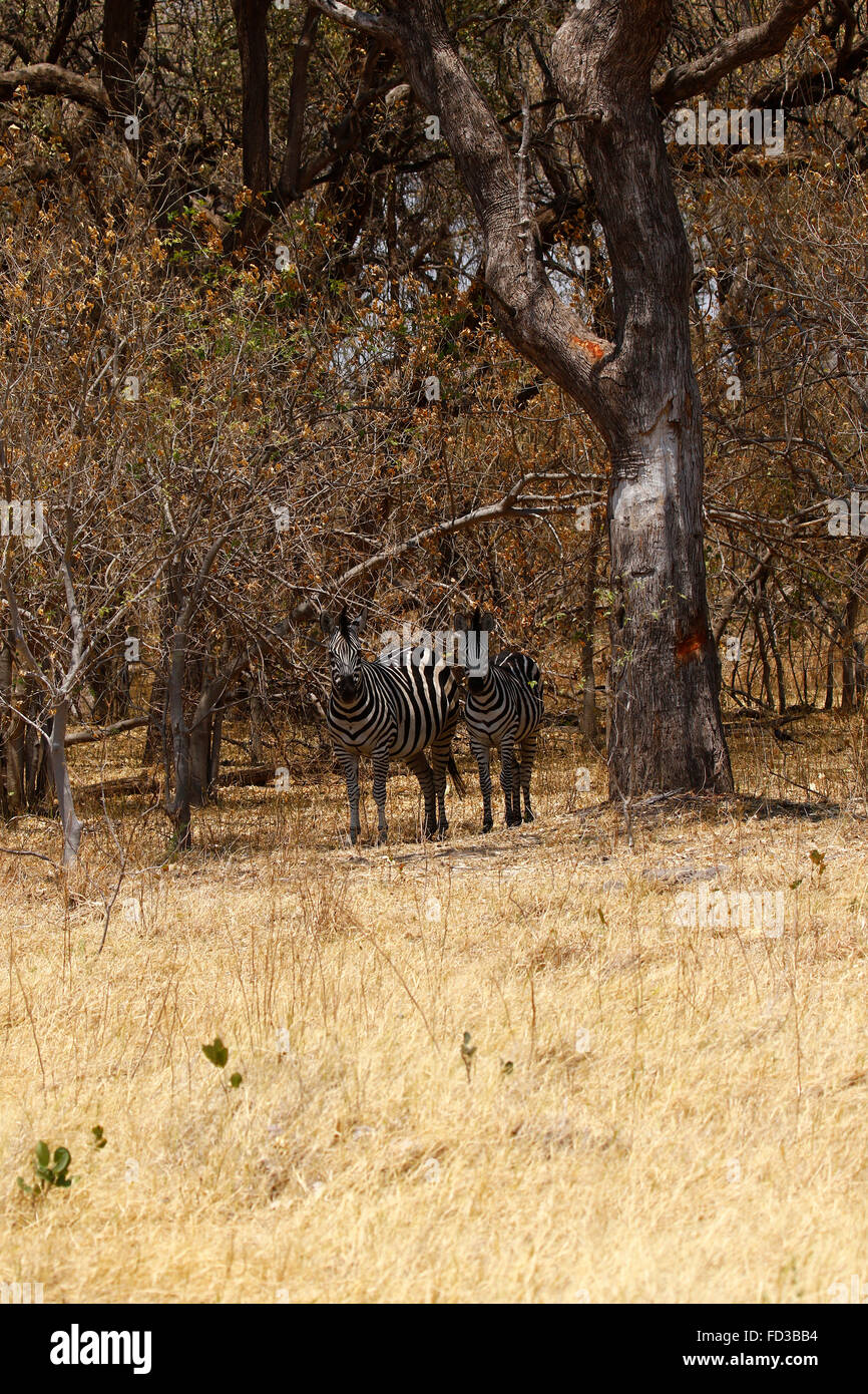 Zebras are wild African black & white striped animals who live in the ...