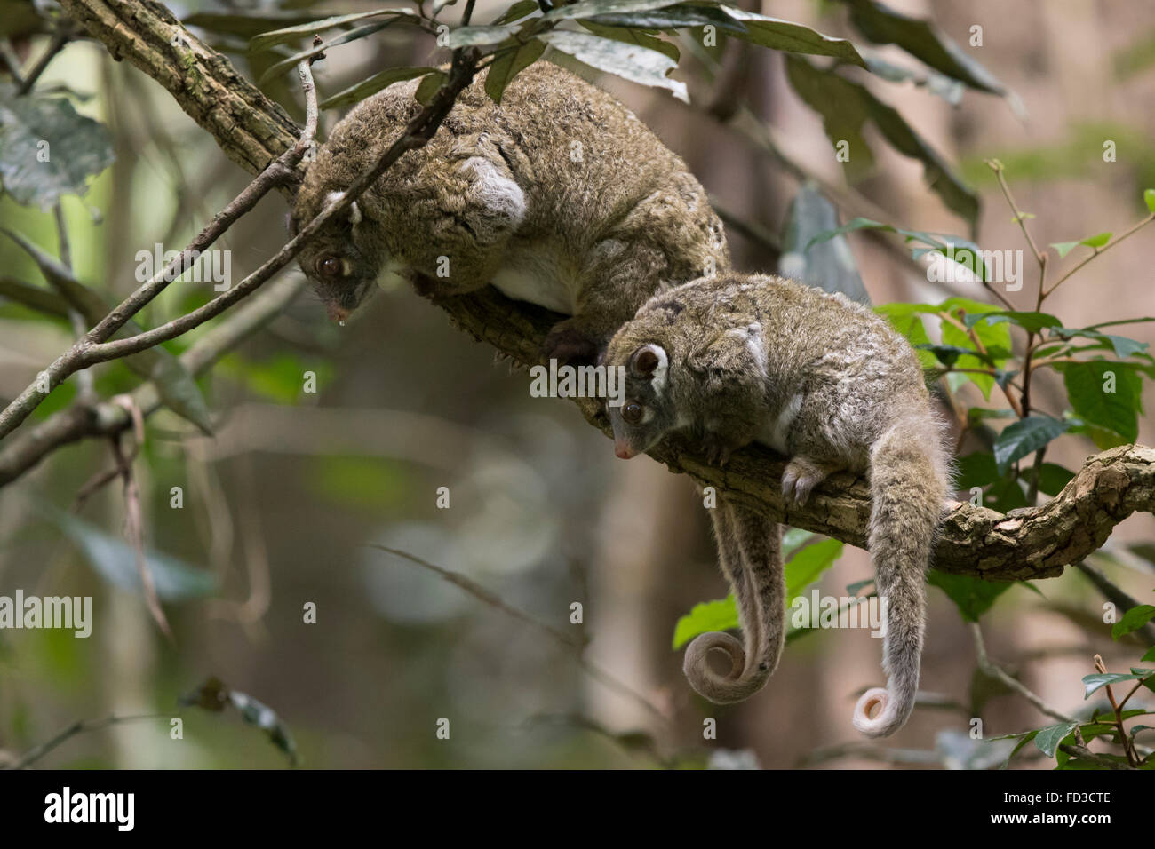 mother & young Green Ring-tailed Possums (Pseudochirops archeri) Stock Photo
