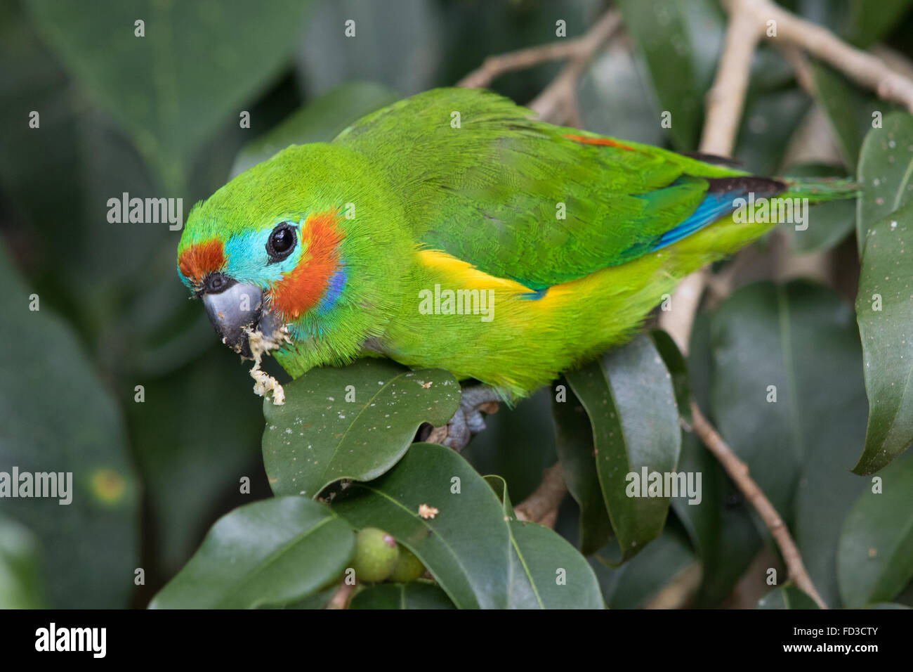 Cyclopsitta diophthalma hires stock photography and images Alamy