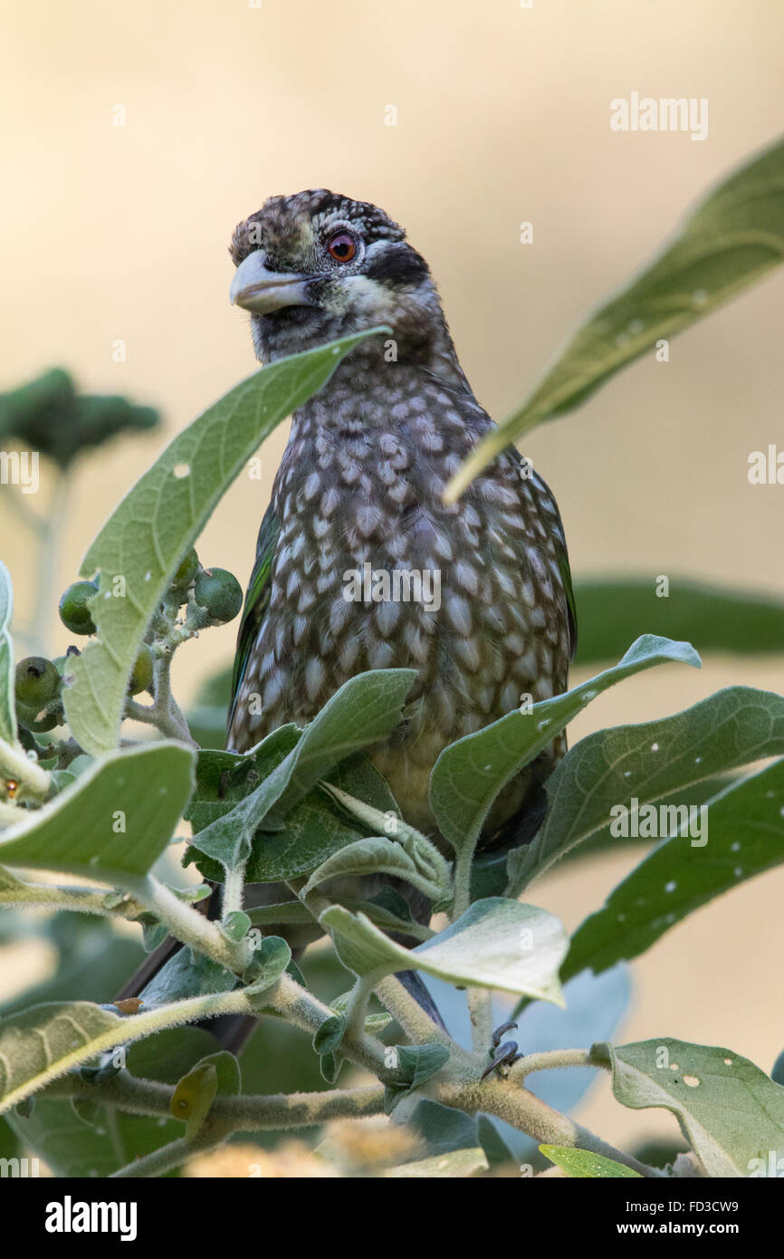 Spotted Catbird (Ailuroedus melanotis) peering curiously through foliage Stock Photo