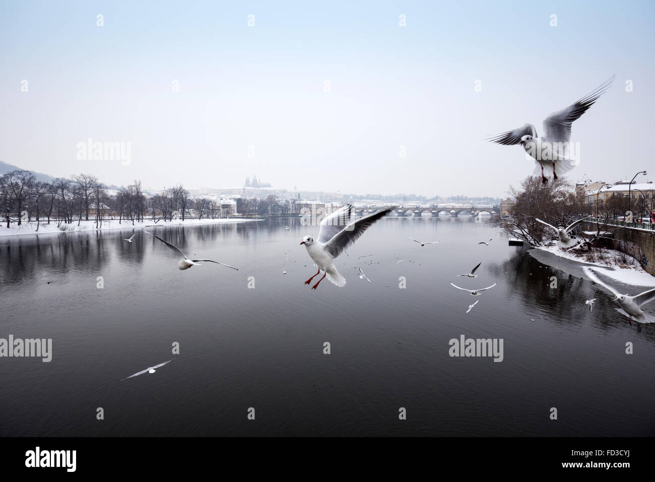 River Moldau with Prague Castle and St. Vitus Cathedral in background in winter time,  Prague, Czech Republic Stock Photo