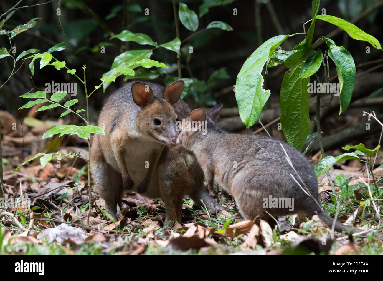 mother Red-legged Pademelon (Thylogale stigmatica) with her young at the edge of the rainforest Stock Photo