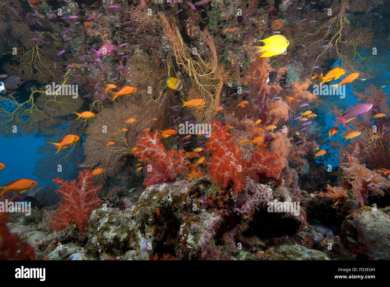 Schooling scalefin anthias fish (Pseudanthias squamipinnis) and beautiful soft corals of Beqa Lagoon, Fiji. Stock Photo