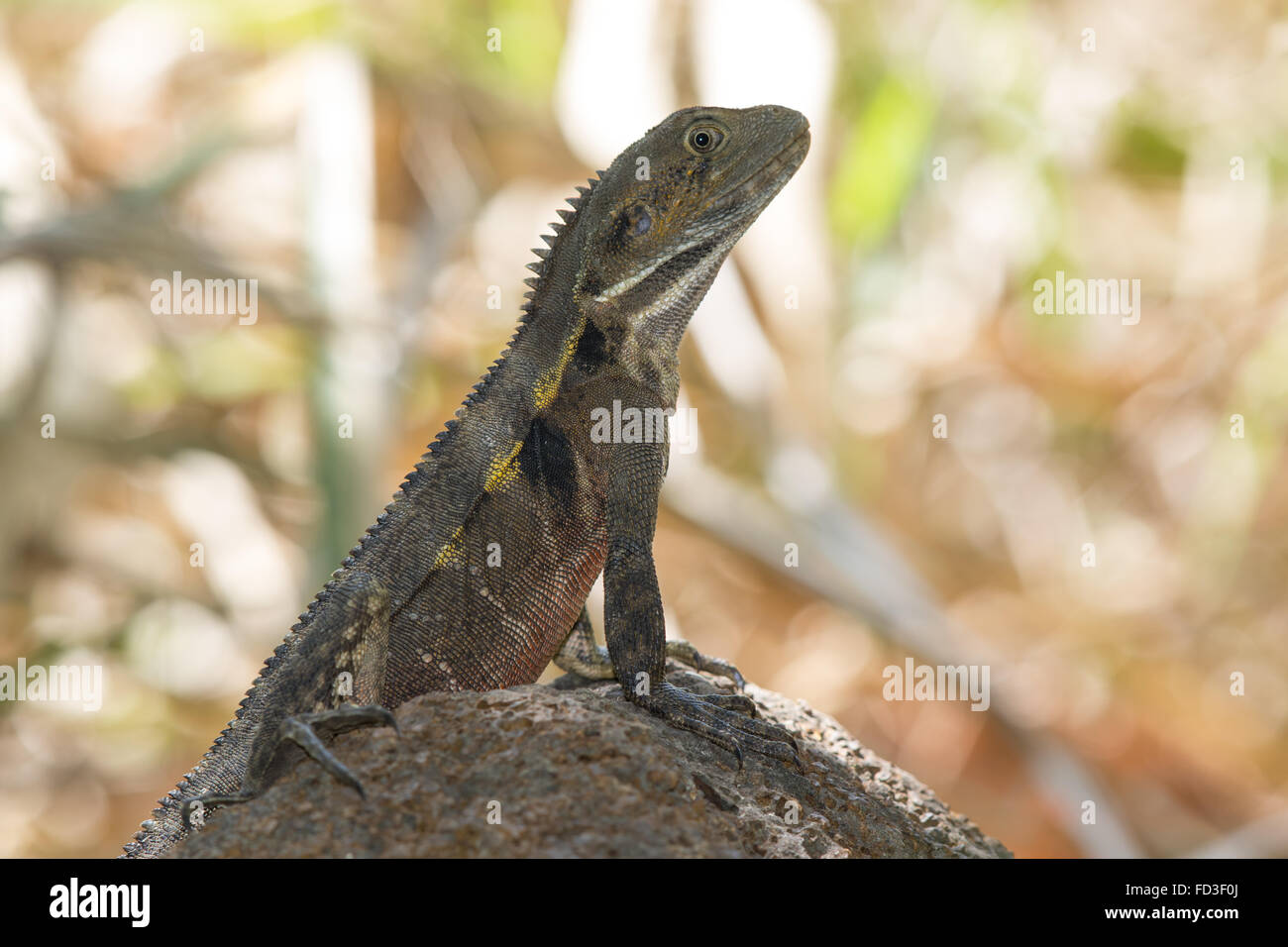 Water Dragon (Nasutitermes triodiae) Stock Photo