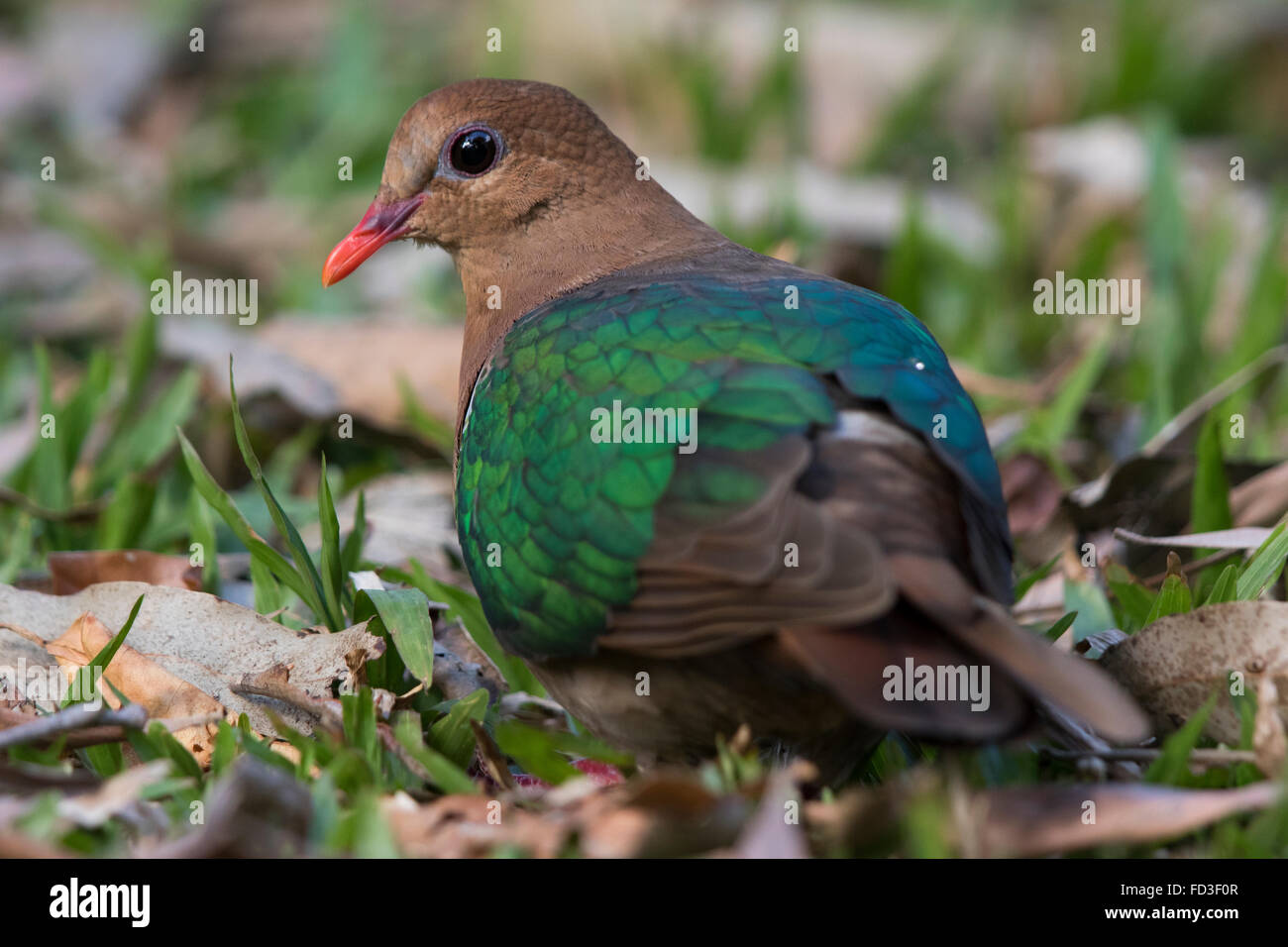 Pacific Emerald Dove (Chalcophaps longirostris) on the ground among the leaf litter Stock Photo