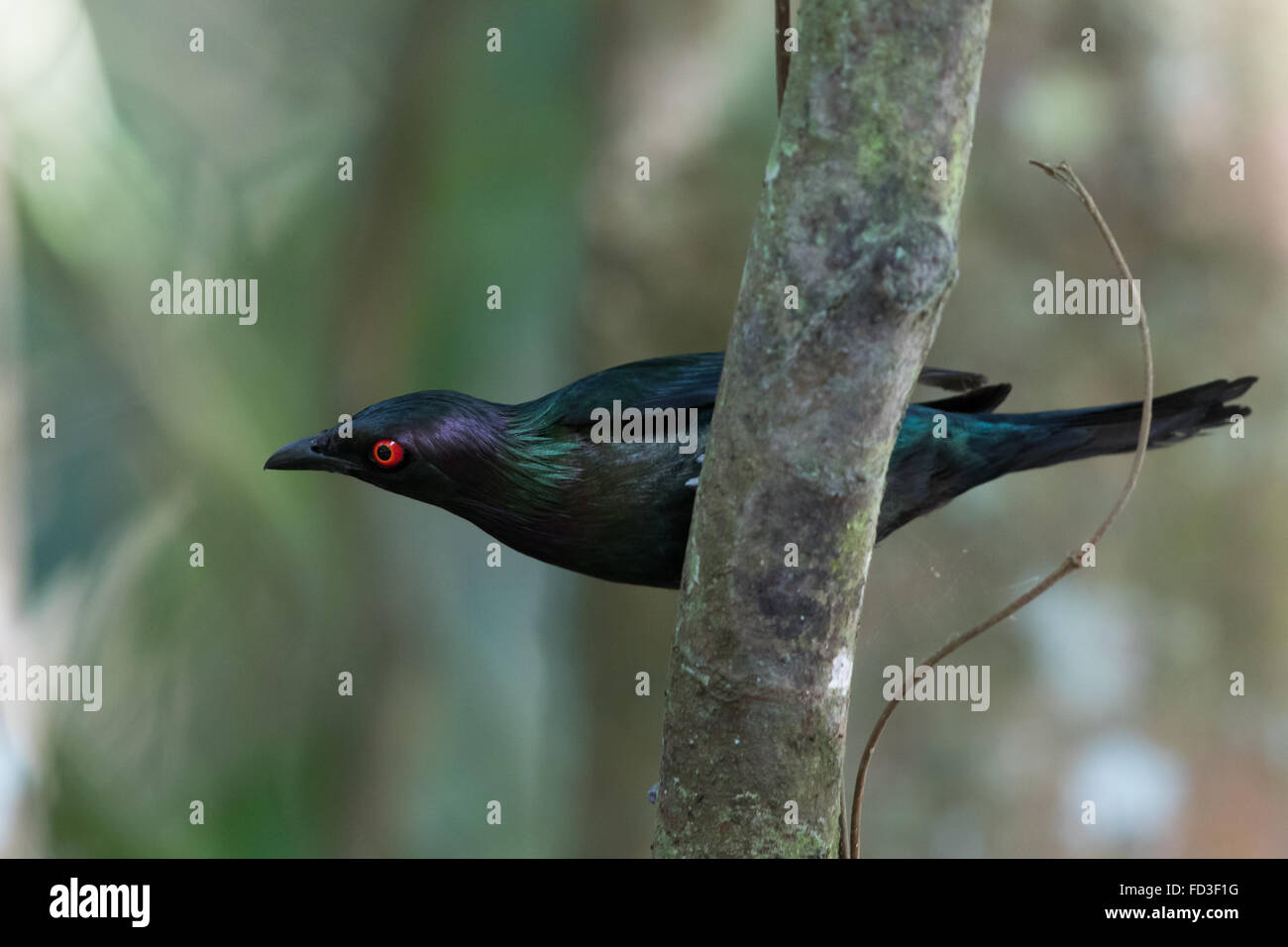 Metallic Starling (Aplonis metallica) Stock Photo