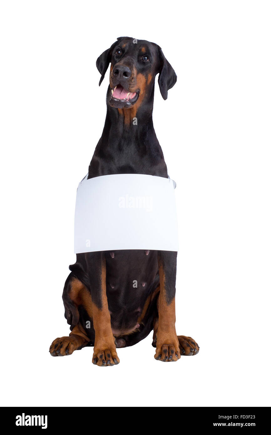 Large doberman dog sitting and looking forward while holding a blank sign to enter your message onto Stock Photo