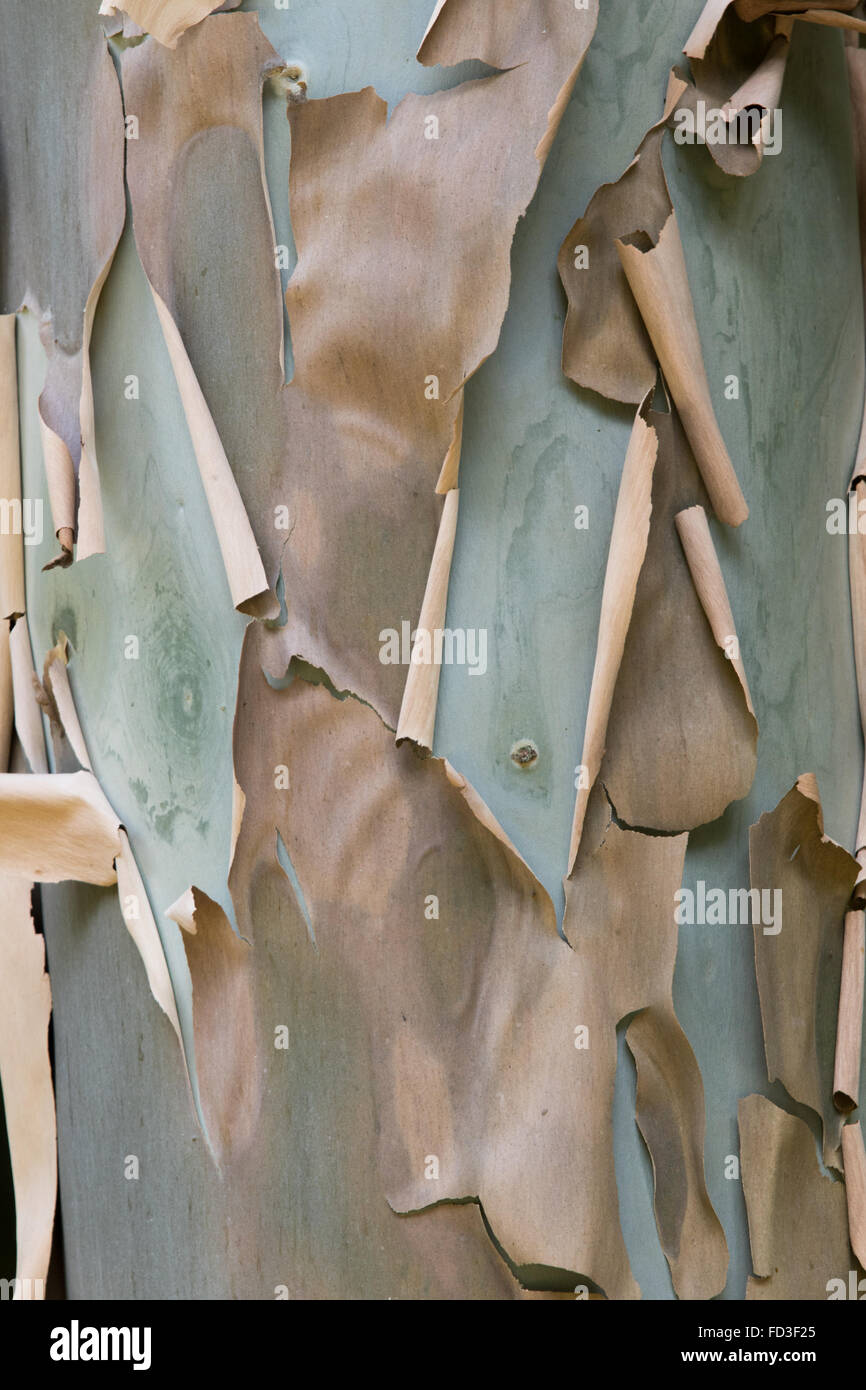 paper-like bark peeling from the trunk of a Eucalyptus tree Stock Photo
