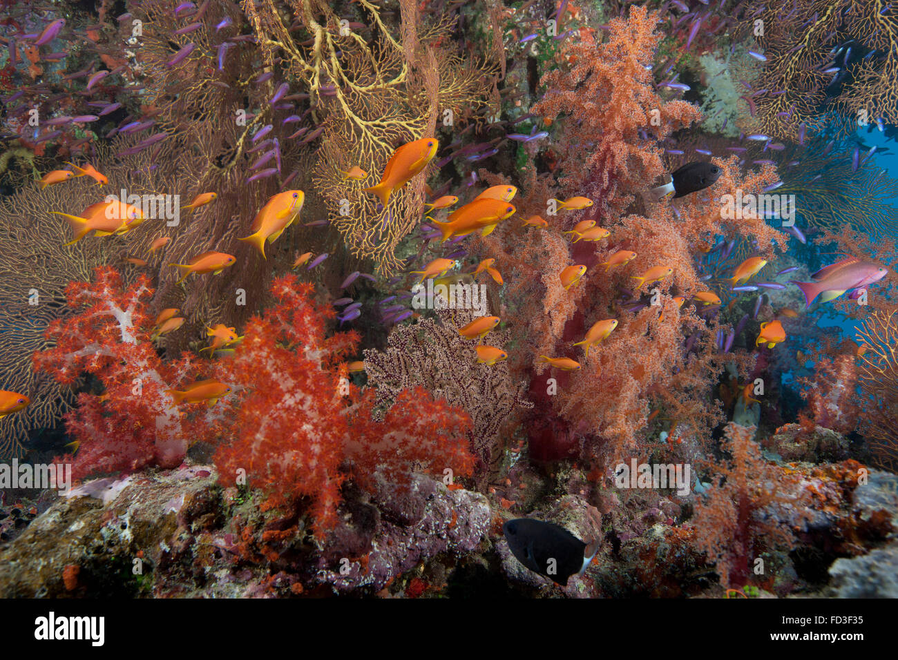 Schooling scalefin anthias fish (Pseudanthias squamipinnis) and ...
