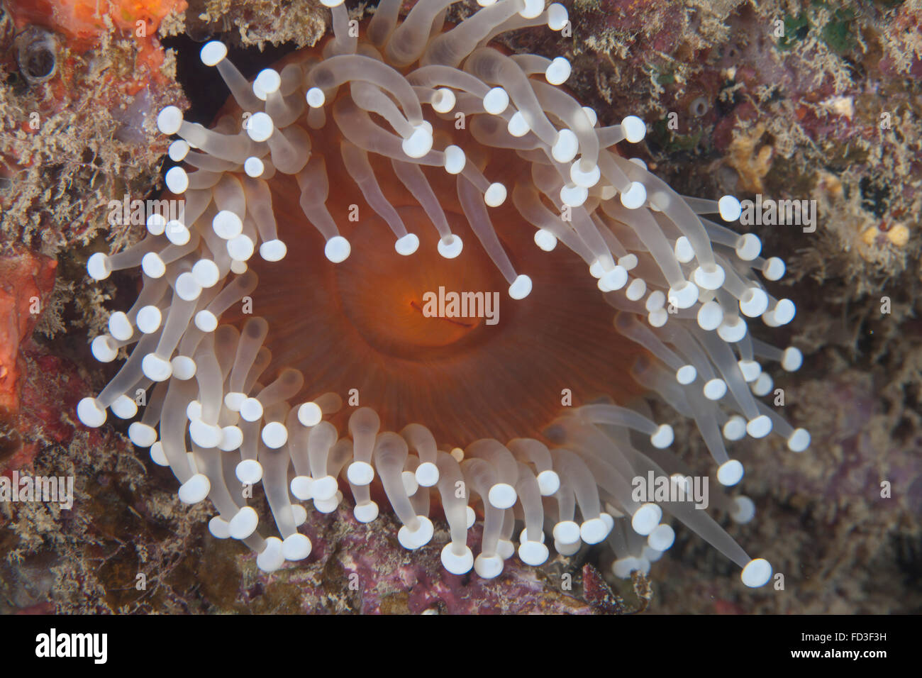 Sea anenome in the Beqa Lagoon reef, Fiji. Stock Photo