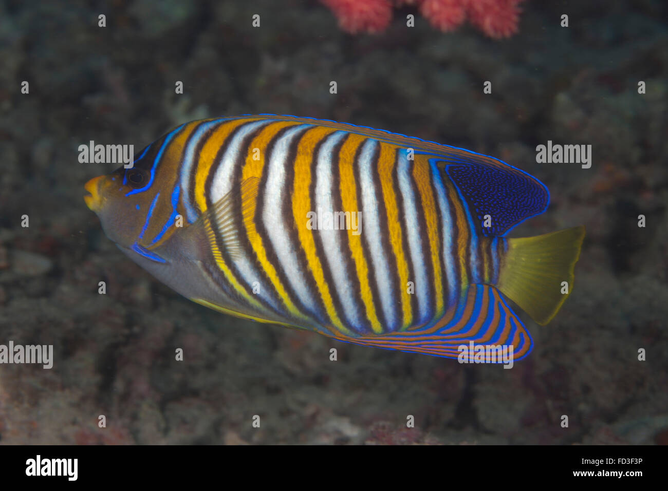 Regal angelfish (Pygoplites diacanthus), Fiji. Stock Photo