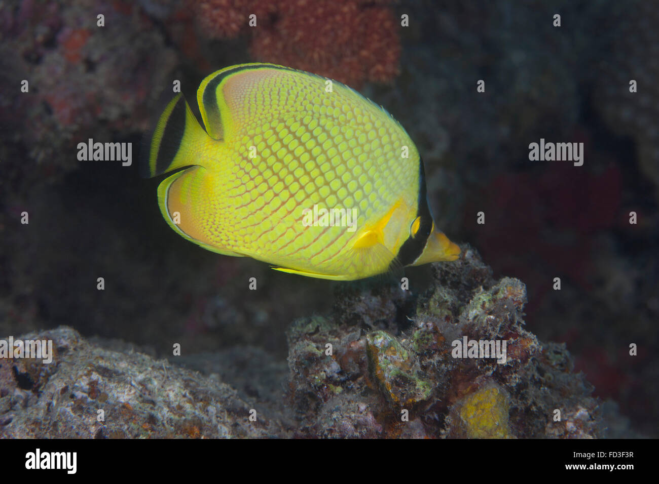Latticed butterflyfish (Chaetodon rafflesii), Fiji. Stock Photo