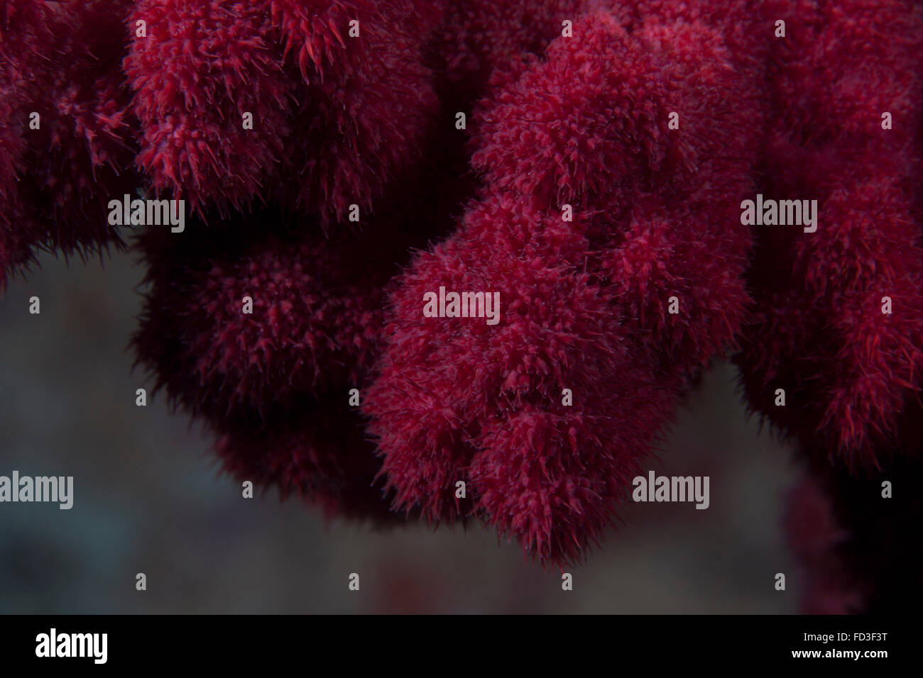 Extreme close-up of soft coral on a Fijian reef. Stock Photo